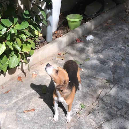 Alojamento de Acomodação e Pequeno-almoço Susanna B E B